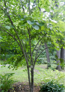 tree-dedication-pic
